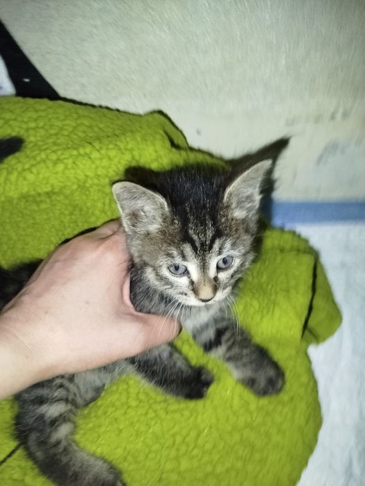 Котенок девочка 1.5 мес отдаю