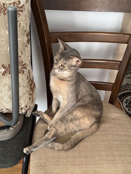 Кошка пародистая