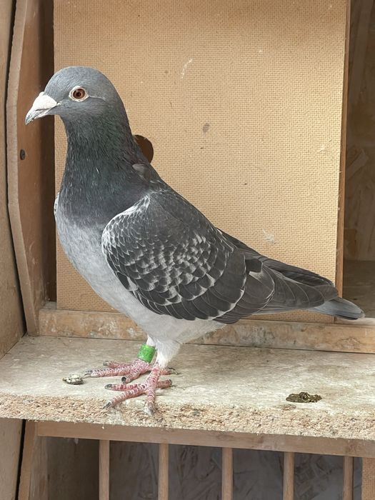 Porumbei de vanzare!