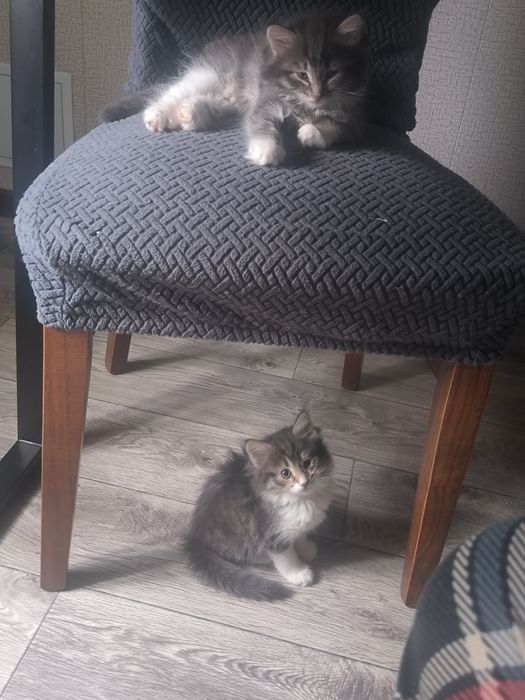 Продаются чудесные котята
