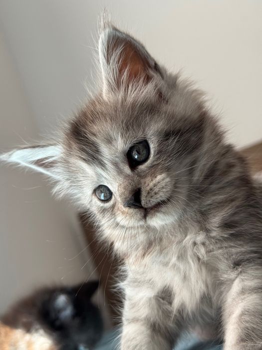 Котенца Мейн Кун