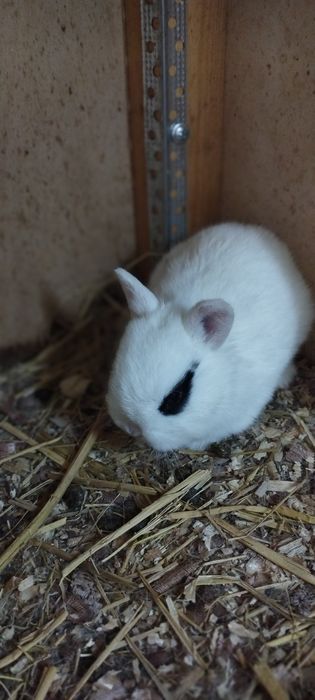 Mitti karlik quyonchala sotuvda 100 mindan