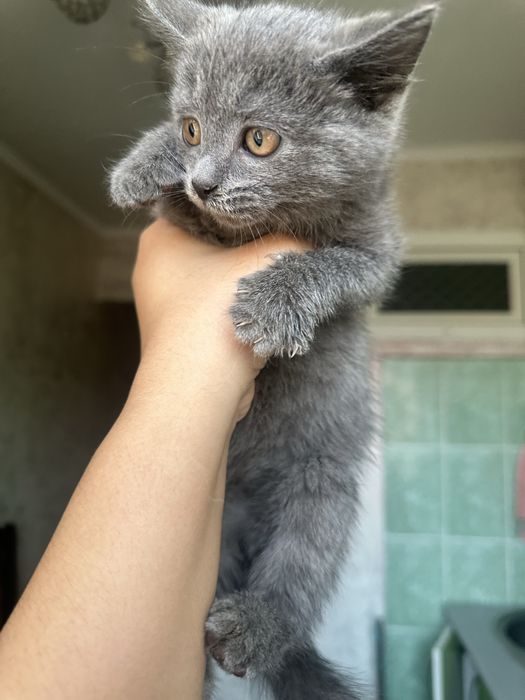Даром отдам котенка