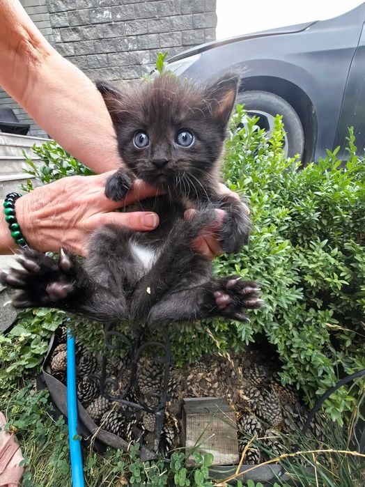 Отдам котёнка возраст 1 месяц
