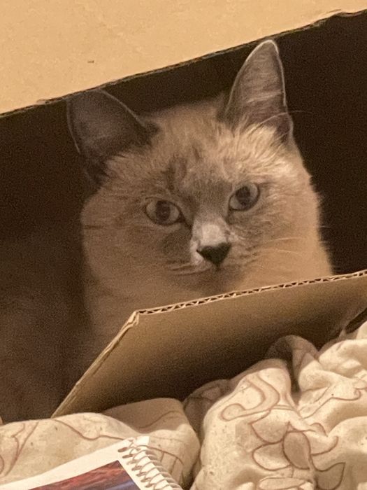 отдам кошку в добрые руки