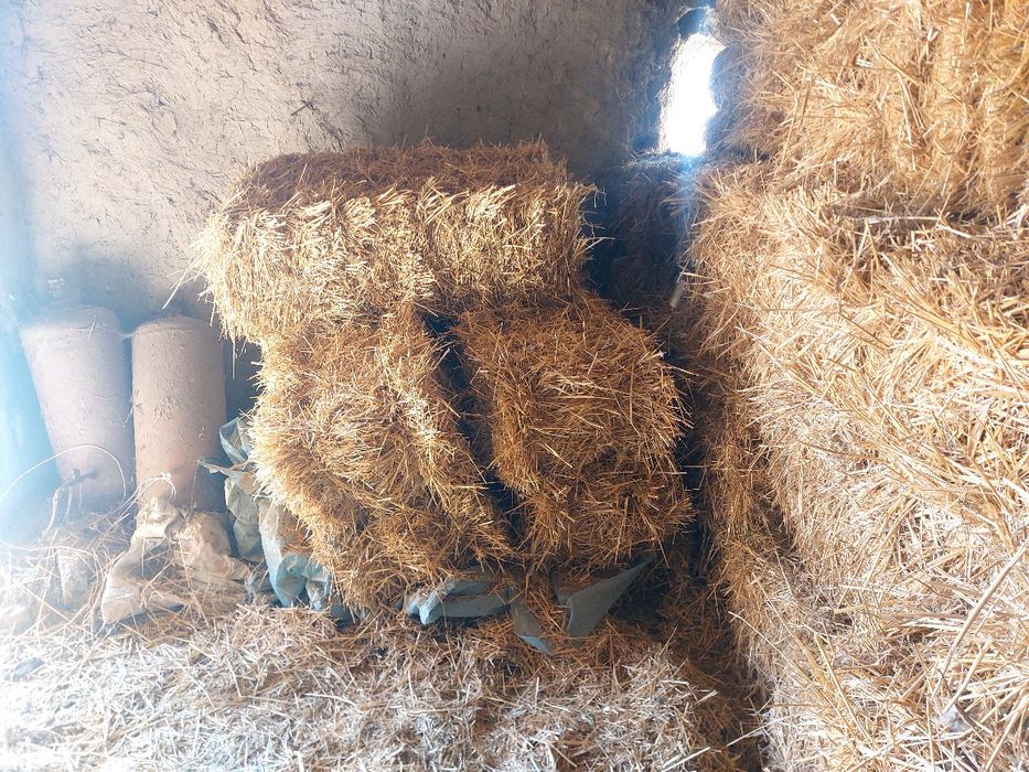 Сомон прес сотилади