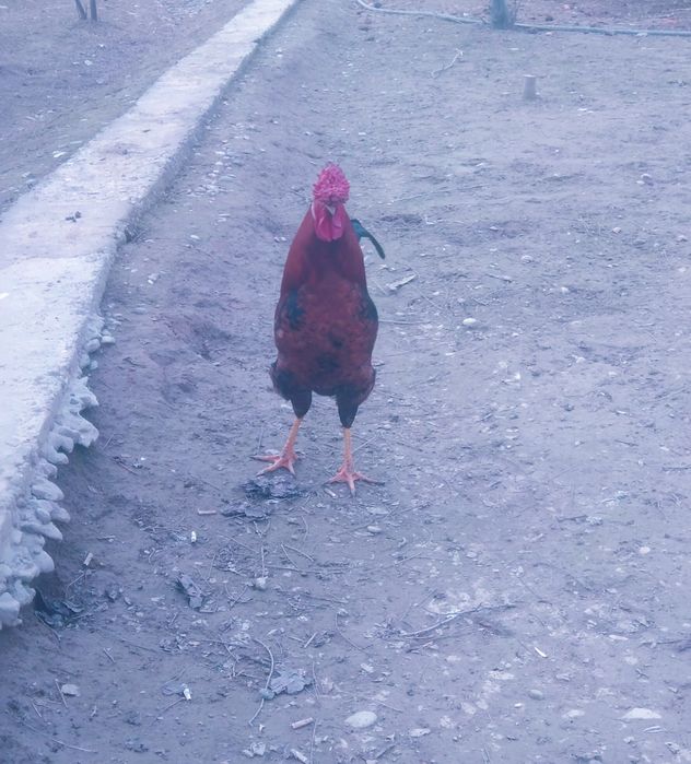 Hoʻroz ajoyib tojli