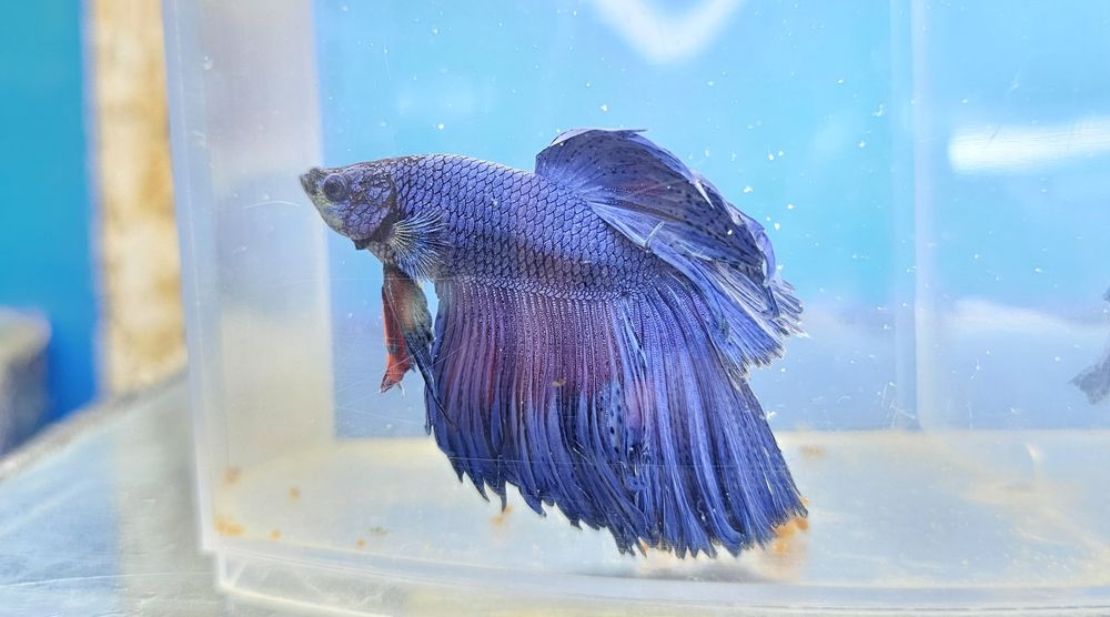 Рыбки петушки в наличии!