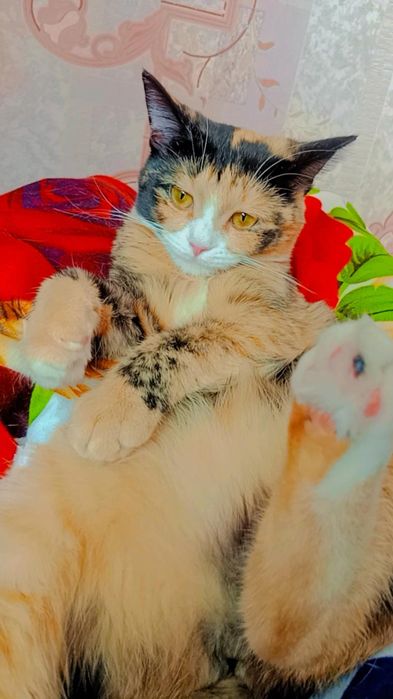 Хэппи ищет дом. Ответственные руки.