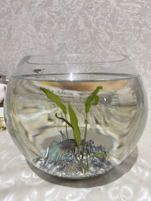 Продам аквариум с рыбкой