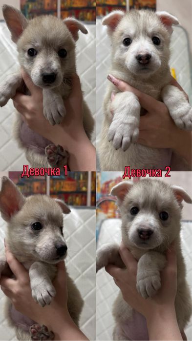 Отдам щенков. Помесь с хаски.