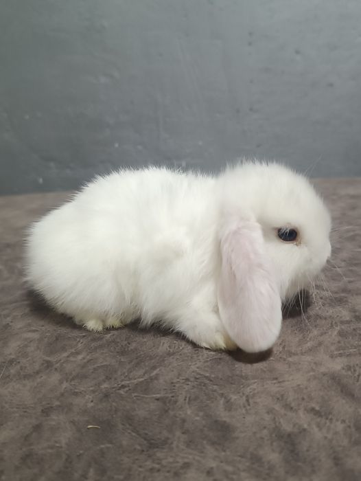 Продаются декоративные кролики(карлик)
