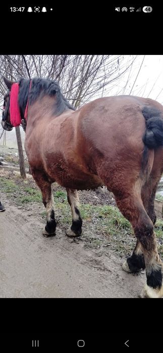 Vand cal castrat garantat