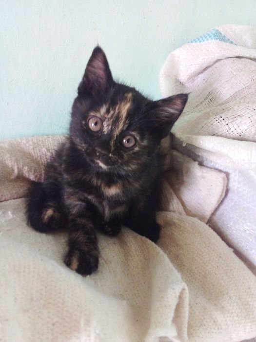 Котята - Раздаём бесплатно