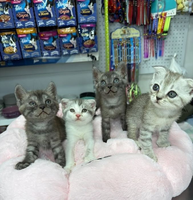 Продаются британские котята