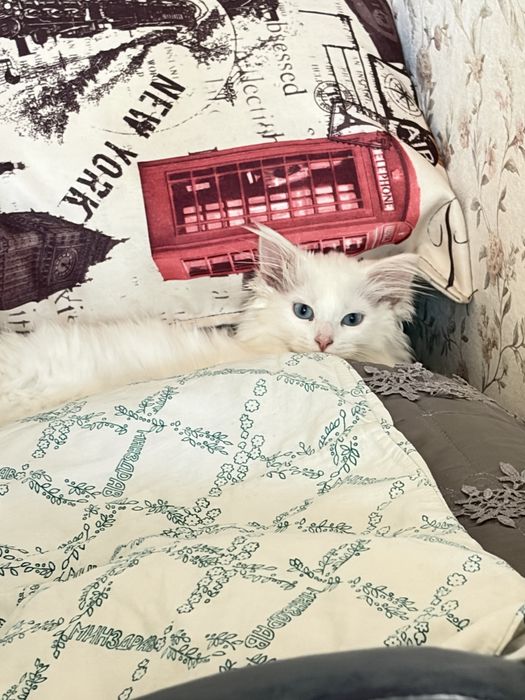 Отдам кошку в добрые руки