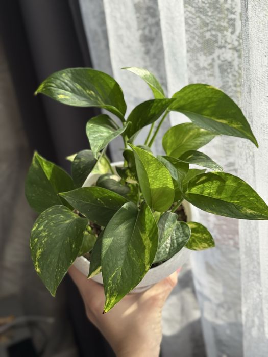 Хлорофитумы детки