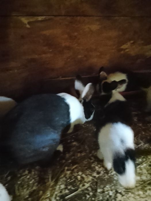 Vând iepuri hycole francez și Panon