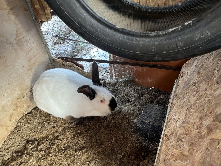 Қоян сатылады  он мың тенге