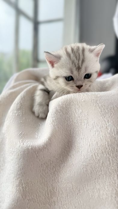Продаются очаровательные котята