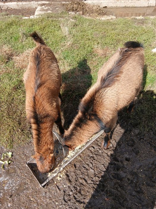 Iezi,masculi,rasa alpina-francezi