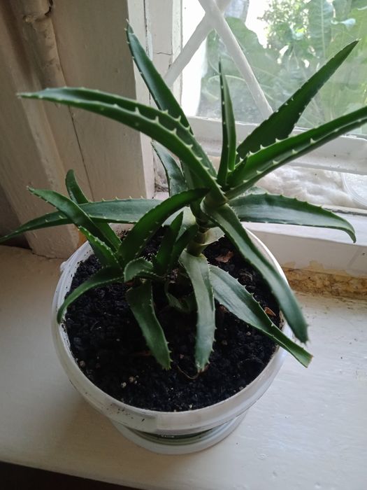 Комнатные цветы. Реальная цены.