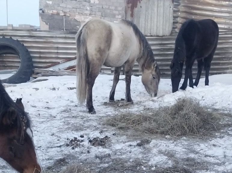 Продаю лошадь  кобыле 5 лет