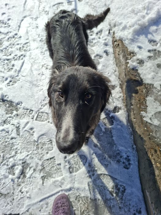 Найдена собака Казкрай