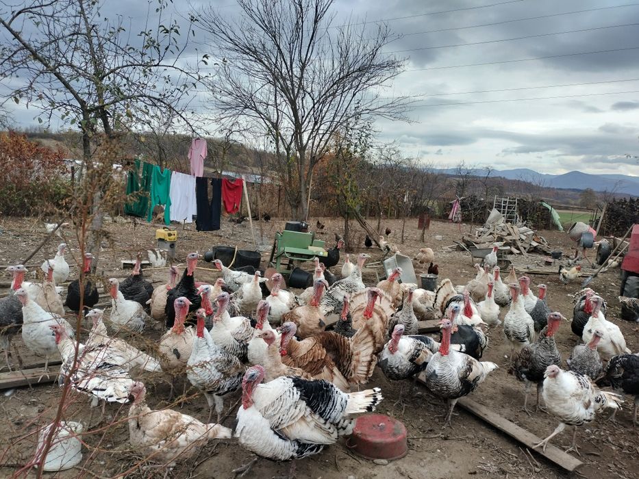 Vând curcani grași de casă