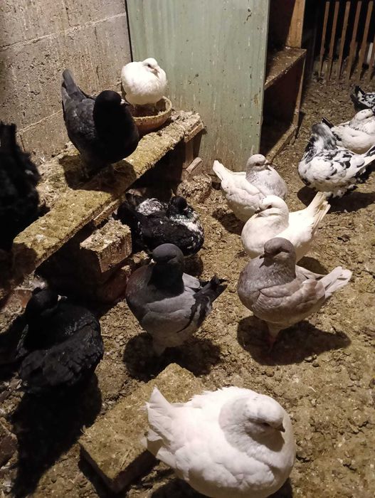 Vând porumbei King!!!