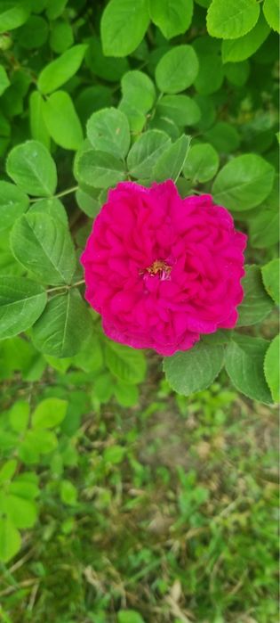 Dulceata de trandafiri