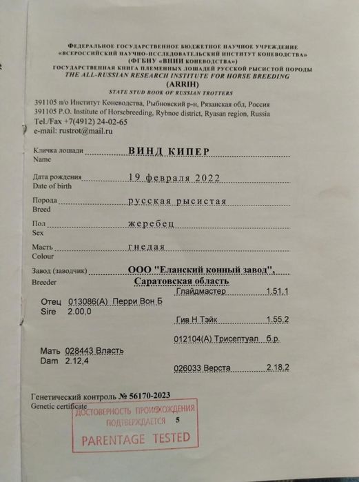 Продается иноходец, 4 года