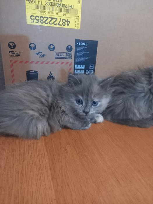 Отдам котят. Мама мышеловка.