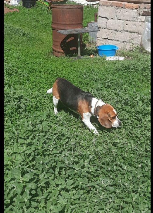 Домашняя передержка