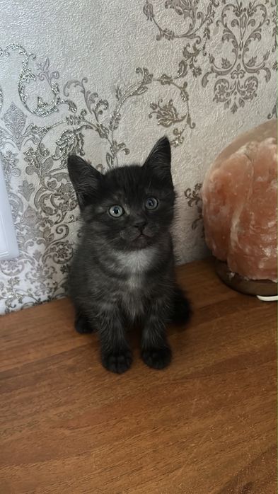 Отдам котят в  добрые  руки!