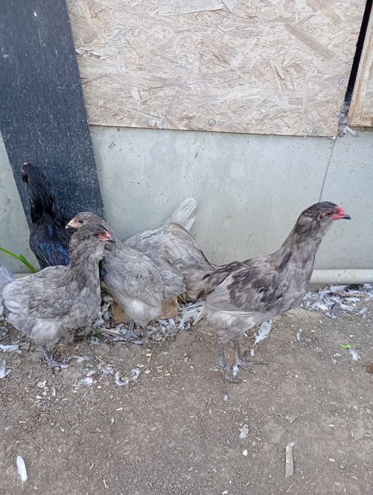 Ameraucana tineret