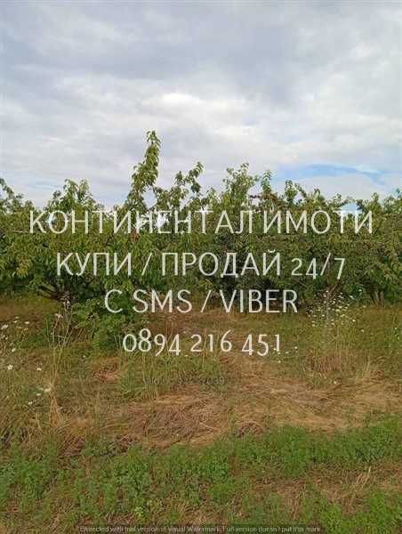 Код 70004. Плододаваща черешова градина 9500м2, разположена на стената на язовир