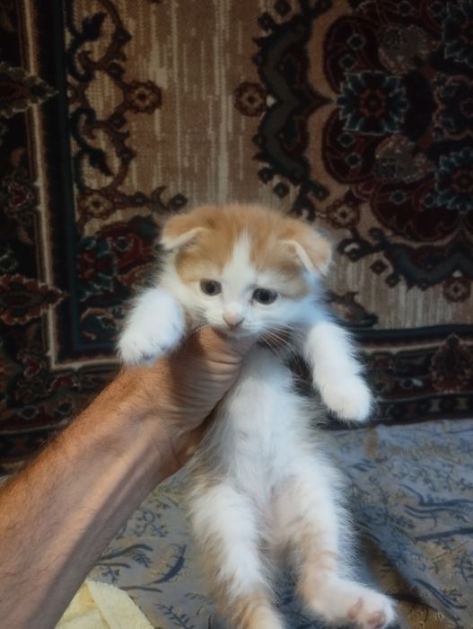 Продам котят за сколько не жалко )))
