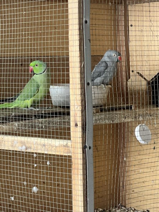 Попугай сотилади