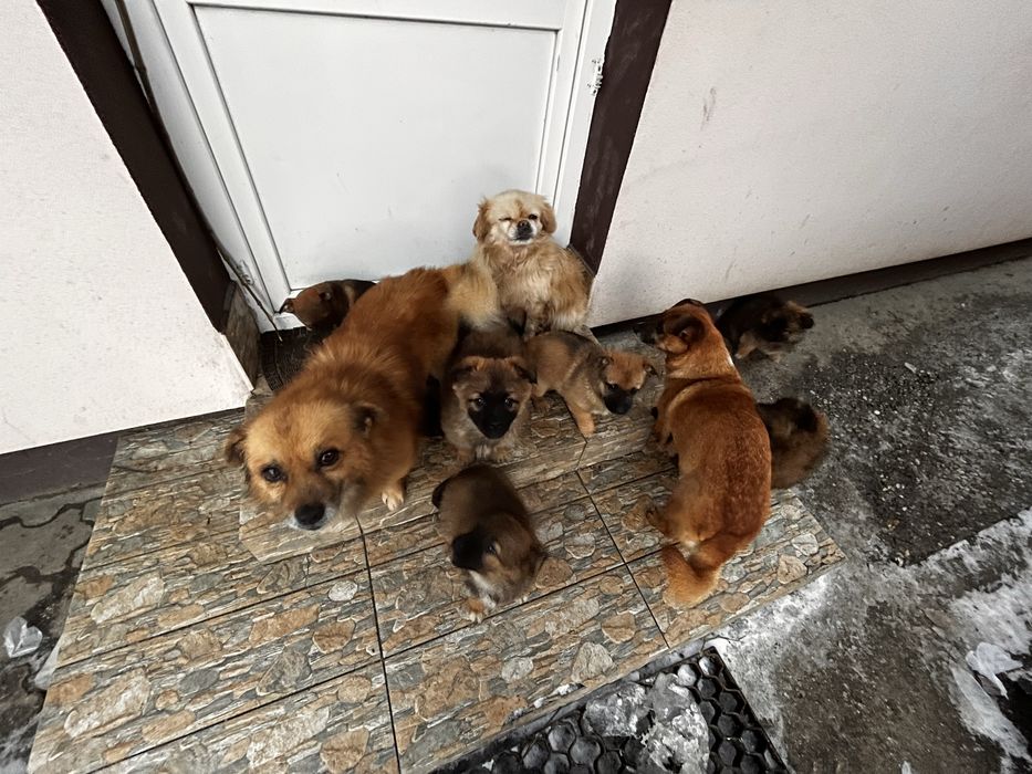 Donez catelusi pichinezi soricari