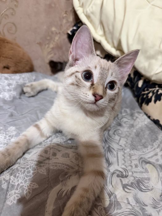 отдам даром котенка