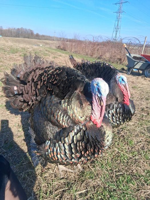 Oua curca consum/incubat american sălbatic