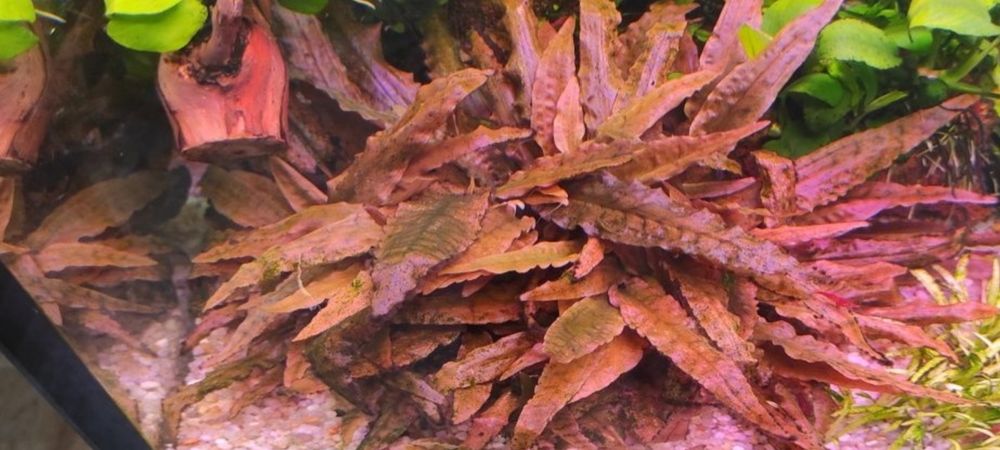 Криптокарина вендта.