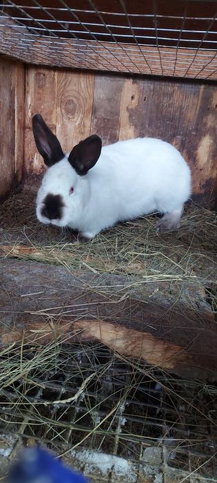 Продам кроликов.