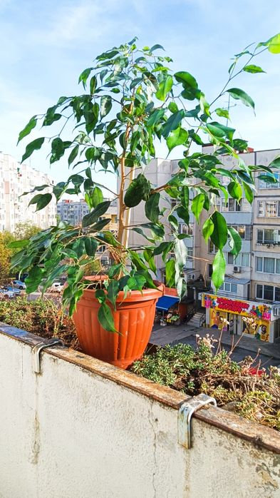 Интериорни растения