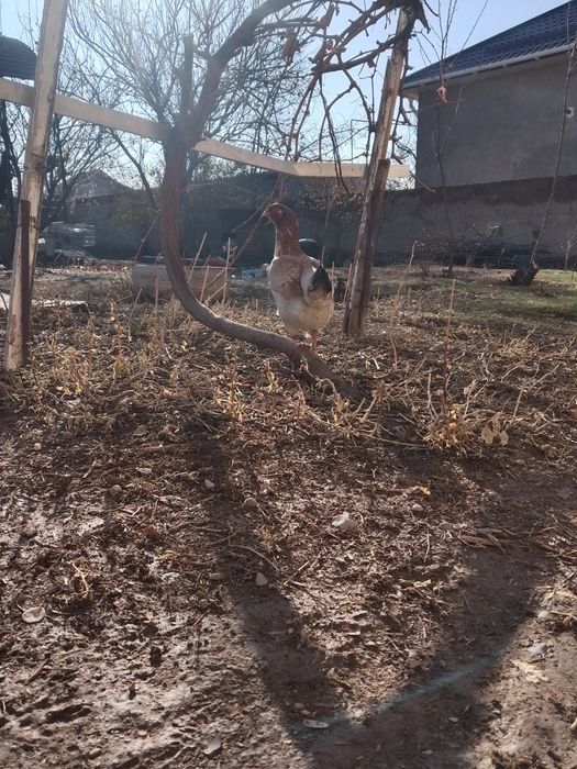 Бойцовский курица