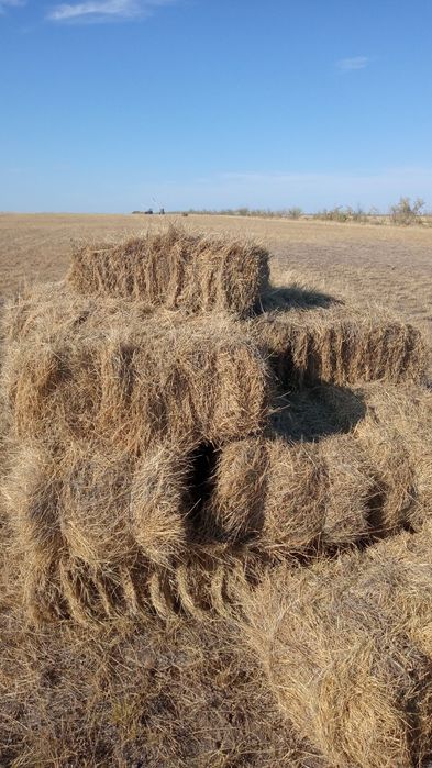Продаётся сено житняк тюках