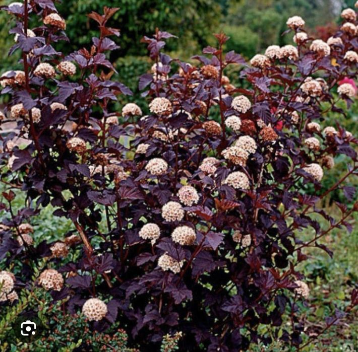 Пузыриплодник диабло калинолистный