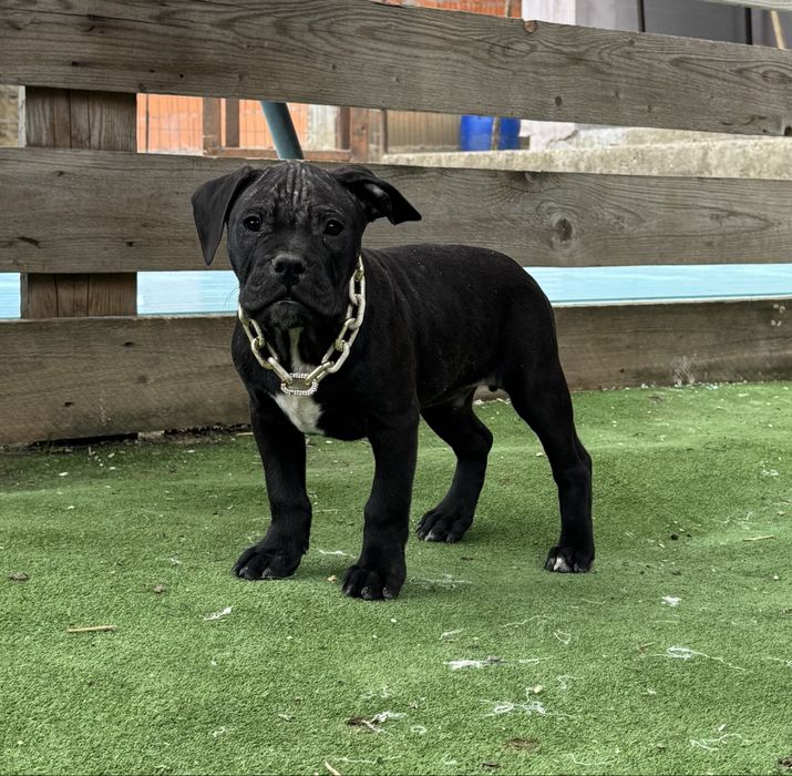 Mascul amstaff  negru