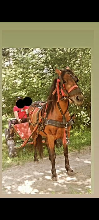 Iapa de vânzare 6 ani